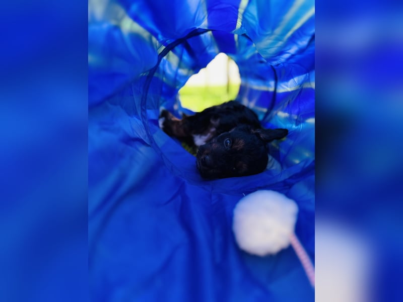 Aussiedoodle Welpen aus Familienaufzucht, wie Mediumdoodle Cockapoo Kleinpudel Minidoodle