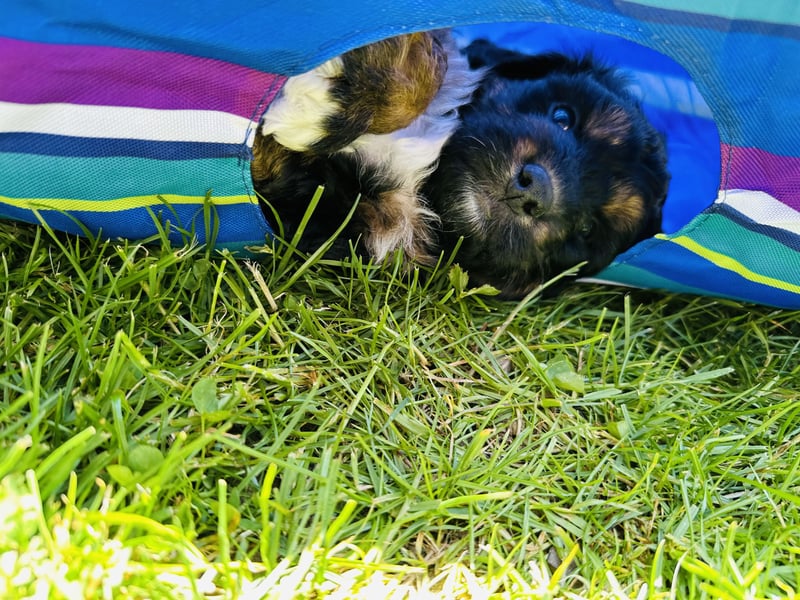Aussiedoodle Welpen aus Familienaufzucht, wie Mediumdoodle Cockapoo Kleinpudel Minidoodle