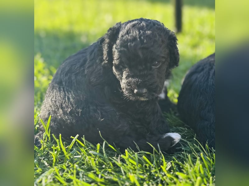 Aussiedoodle Welpen aus Familienaufzucht, wie Mediumdoodle Cockapoo Kleinpudel Minidoodle