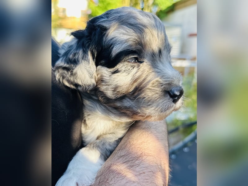 Aussiedoodle Welpen aus Familienaufzucht, wie Mediumdoodle Cockapoo Kleinpudel Minidoodle