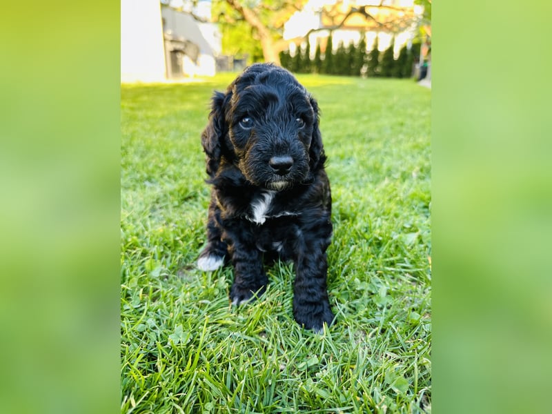 Aussiedoodle Welpen aus Familienaufzucht, wie Mediumdoodle Cockapoo Kleinpudel Minidoodle