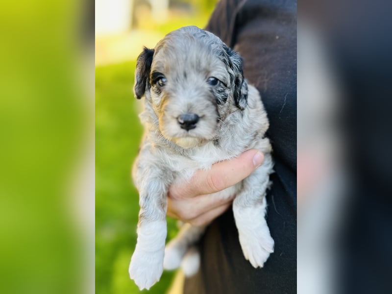 Aussiedoodle Welpen aus Familienaufzucht, wie Mediumdoodle Cockapoo Kleinpudel Minidoodle