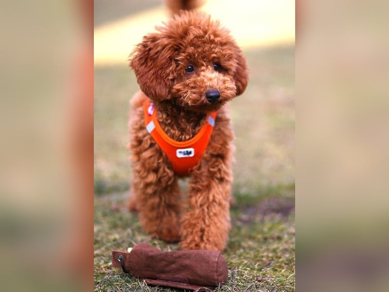 Aussiedoodle Welpen aus Familienaufzucht, wie Mediumdoodle Cockapoo Kleinpudel Minidoodle