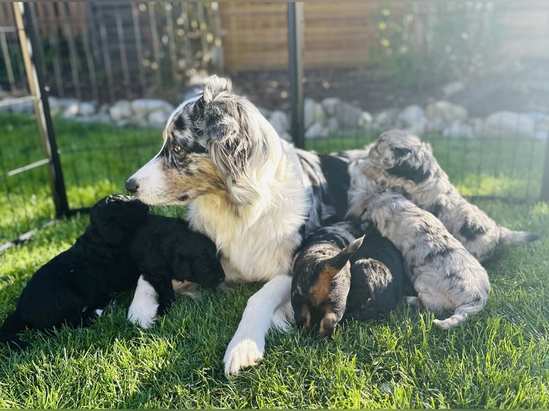 Aussiedoodle Welpen aus Familienaufzucht, wie Mediumdoodle Cockapoo Kleinpudel Minidoodle