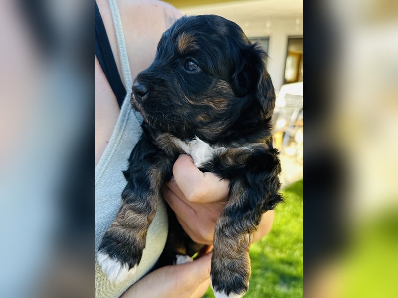 Aussiedoodle Welpen aus Familienaufzucht, wie Mediumdoodle Cockapoo Kleinpudel Minidoodle