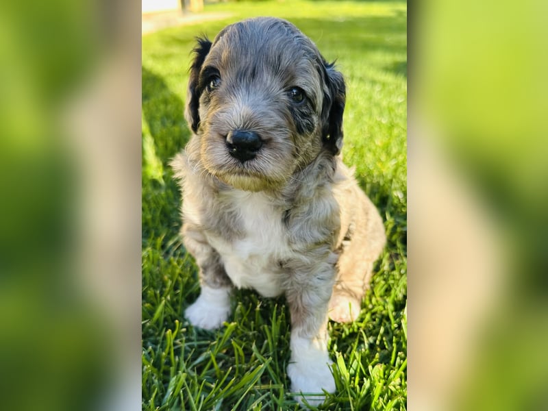 Aussiedoodle Welpen aus Familienaufzucht, wie Mediumdoodle Cockapoo Kleinpudel Minidoodle