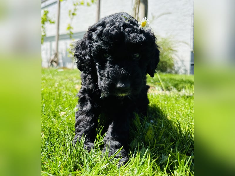 Aussiedoodle Welpen aus Familienaufzucht, wie Mediumdoodle Cockapoo Kleinpudel Minidoodle