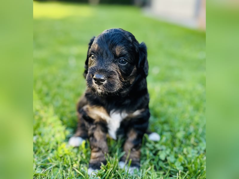 Aussiedoodle Welpen aus Familienaufzucht, wie Mediumdoodle Cockapoo Kleinpudel Minidoodle