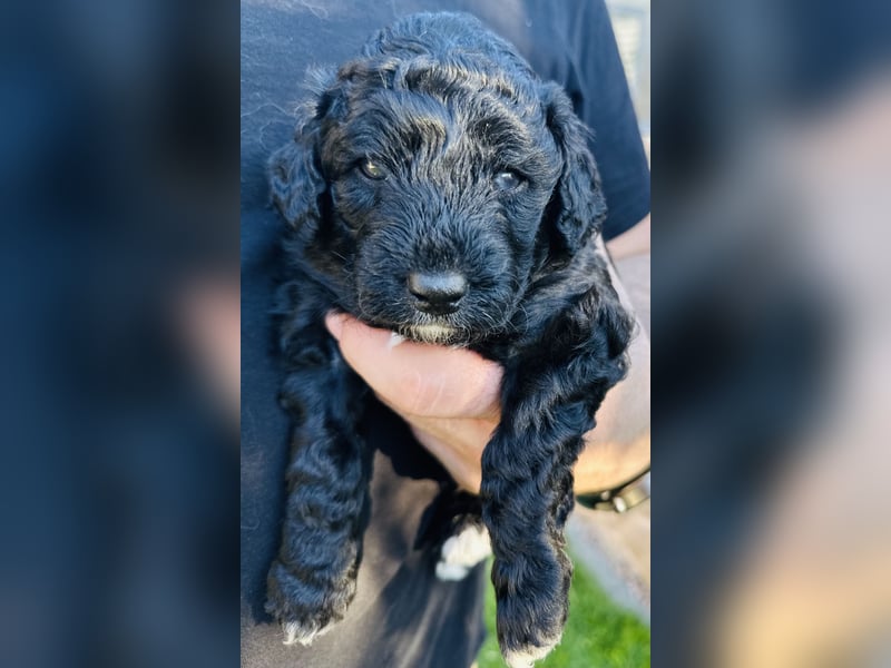 Aussiedoodle Welpen aus Familienaufzucht, wie Mediumdoodle Cockapoo Kleinpudel Minidoodle