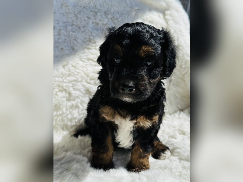 Aussiedoodle Welpen aus Familienaufzucht, wie Mediumdoodle Cockapoo Kleinpudel Minidoodle