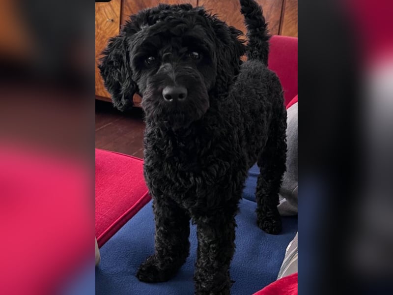 Aussiedoodle - Australian Shepherd/Kleinpudel - ab Anfang 2026 -