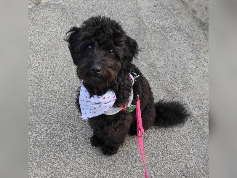 Aussiedoodle - Australian Shepherd/Kleinpudel - ab Anfang 2026 -