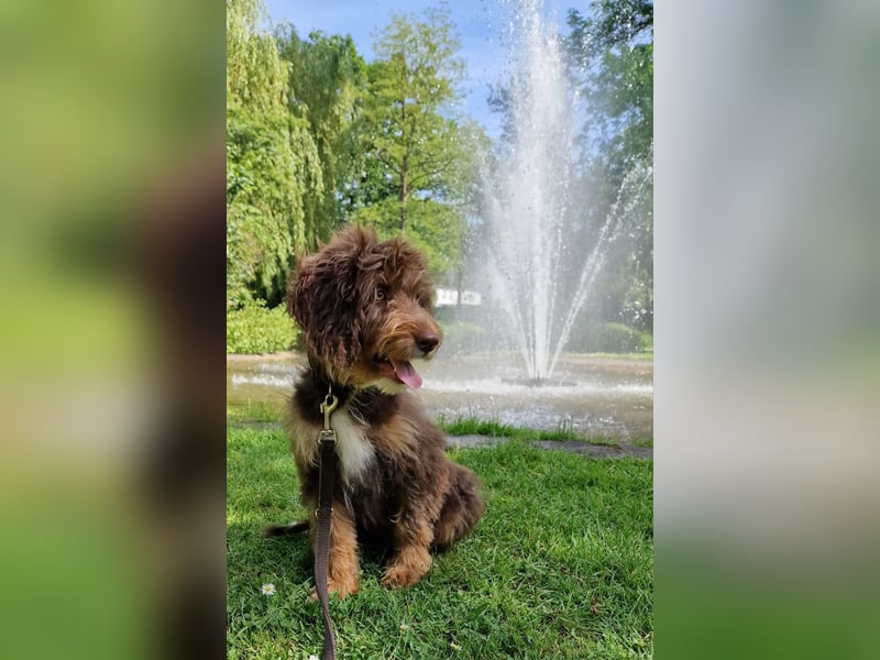 Aussiedoodle - Australian Shepherd/Kleinpudel - ab Anfang 2026 -