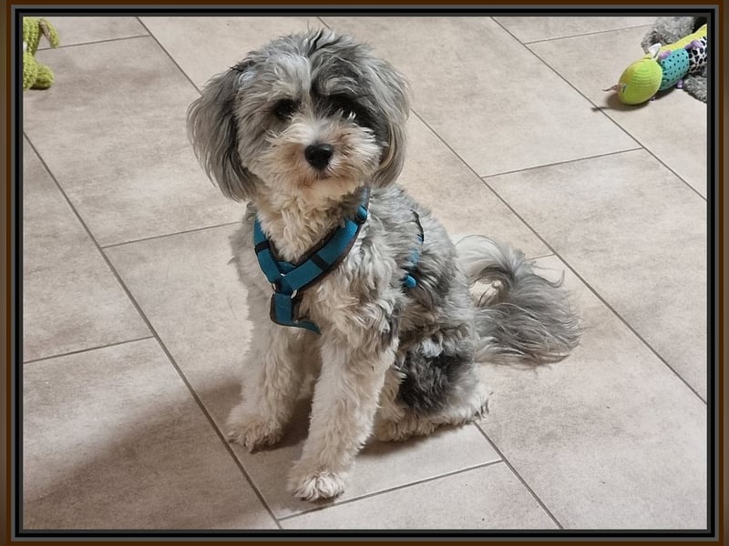 Aussiedoodle - Australian Shepherd/Kleinpudel - ab Anfang 2026 -