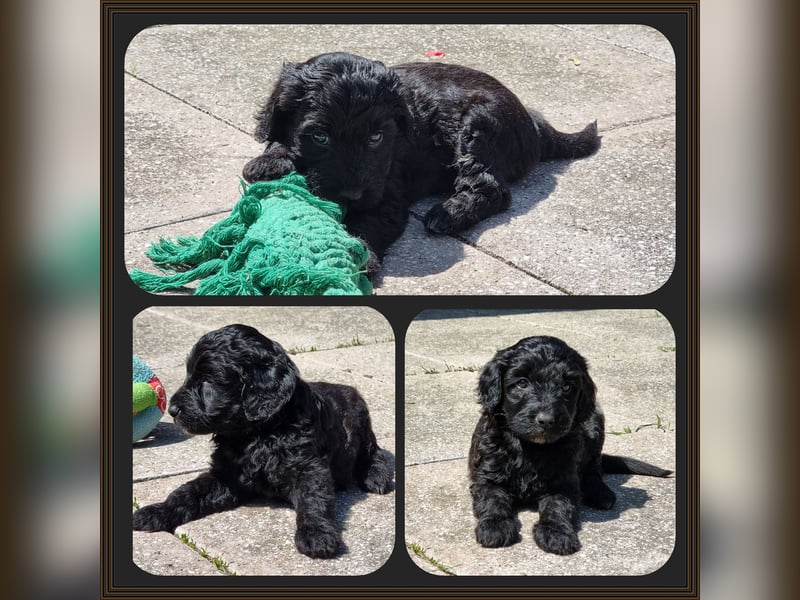 Aussiedoodle - Australian Shepherd/Kleinpudel - ab Anfang 2026 -