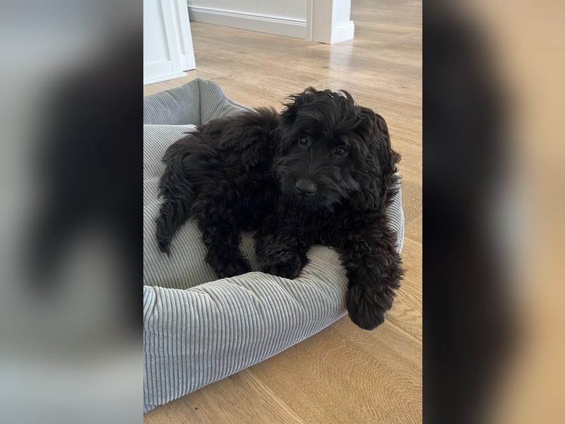 Aussiedoodle - Australian Shepherd/Kleinpudel - ab Anfang 2026 -