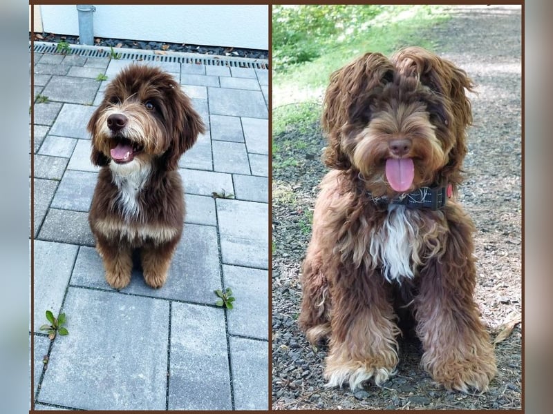 Aussiedoodle - Australian Shepherd/Kleinpudel - ab Anfang 2026 -