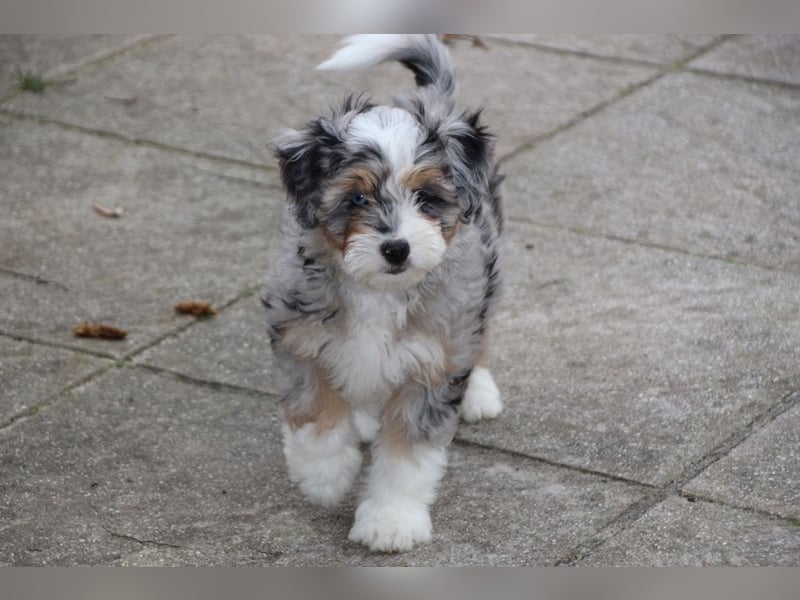 Aussiedoodle - Australian Shepherd/Kleinpudel - ab Anfang 2026 -