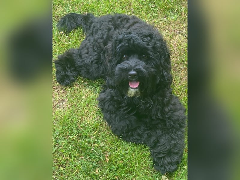 Aussiedoodle - Australian Shepherd/Kleinpudel - ab Anfang 2026 -