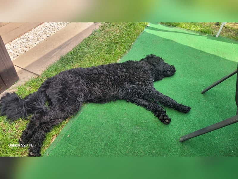 Labradoodle 3 Jahre alt Hündin