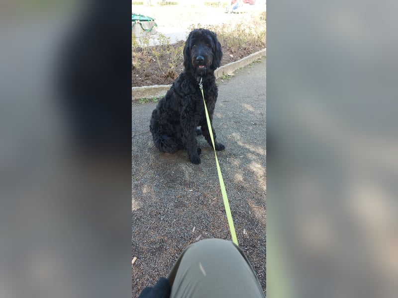 Labradoodle 3 Jahre alt Hündin