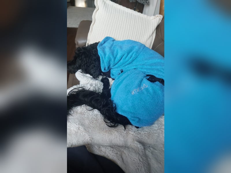 Labradoodle 3 Jahre alt Hündin