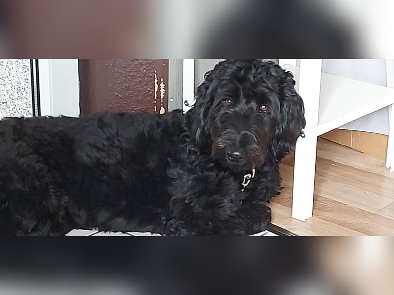 Labradoodle 3 Jahre alt Hündin
