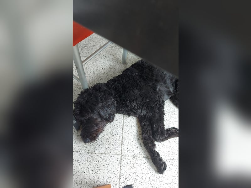 Labradoodle 3 Jahre alt Hündin