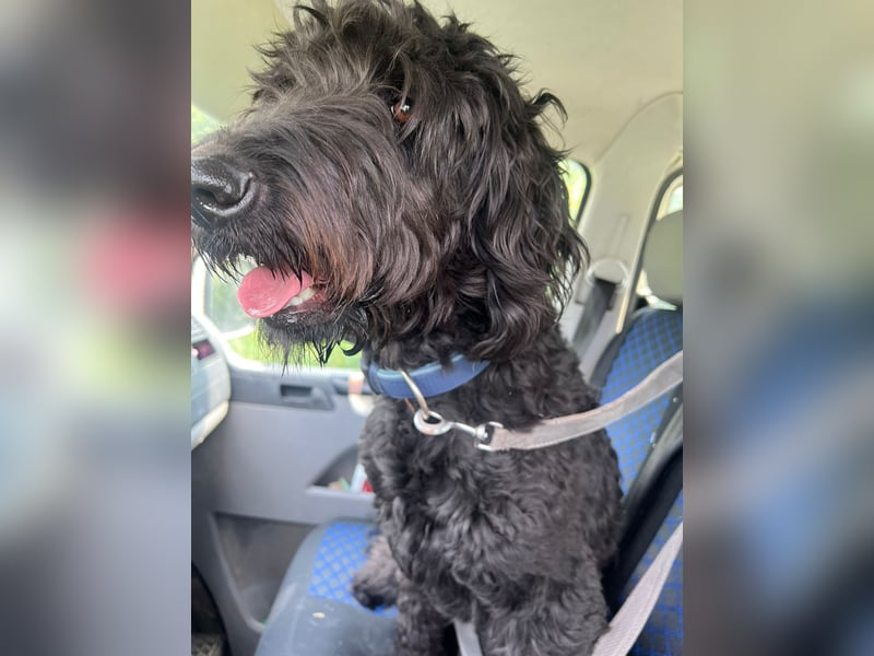 Labradoodle 3 Jahre alt Hündin