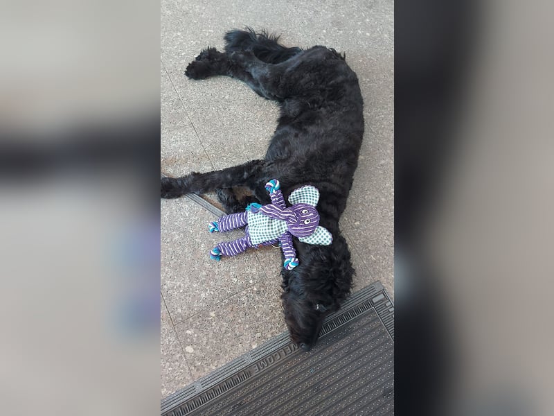 Labradoodle 3 Jahre alt Hündin