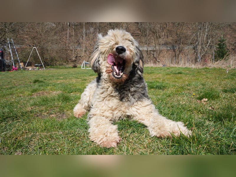 Aussiedoodle F1 Rüde