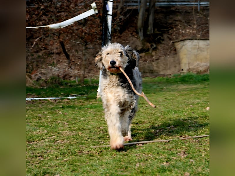 Aussiedoodle F1 Rüde