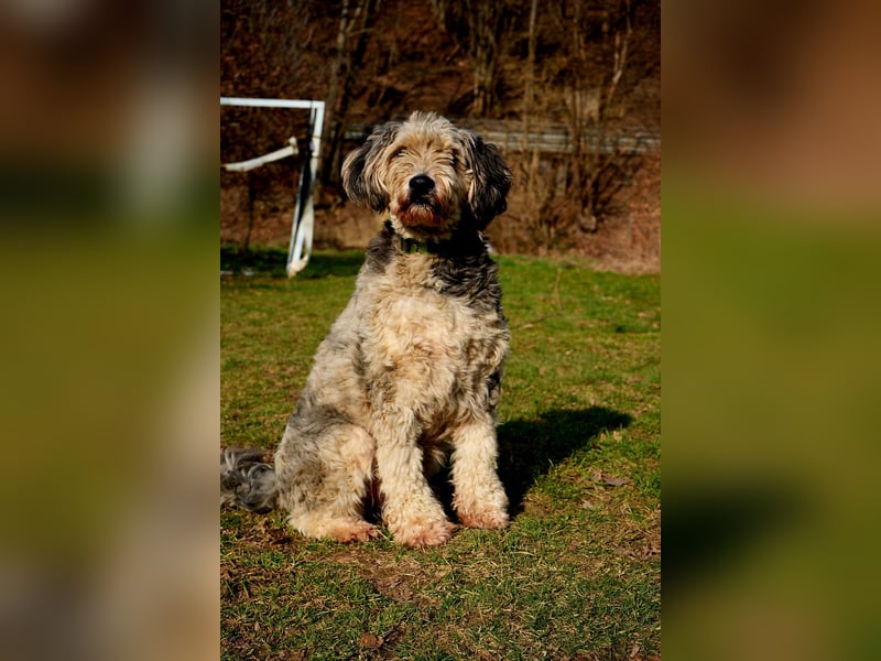 Aussiedoodle F1 Rüde