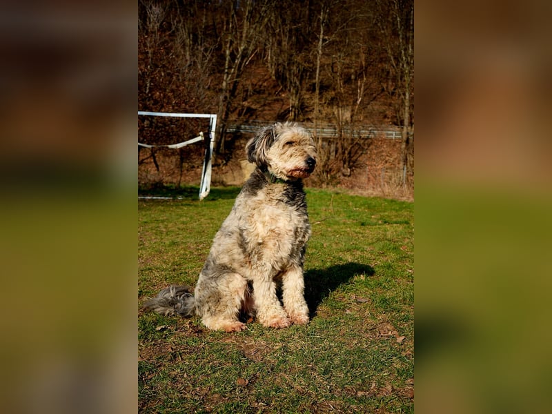 Aussiedoodle F1 Rüde