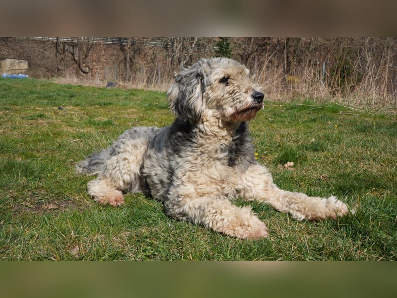 Aussiedoodle F1 Rüde