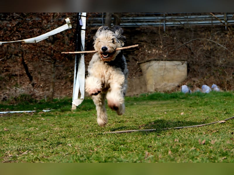 Aussiedoodle F1 Rüde