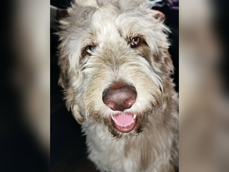 Aussiedoodle Rüde sucht Familie zum kuscheln