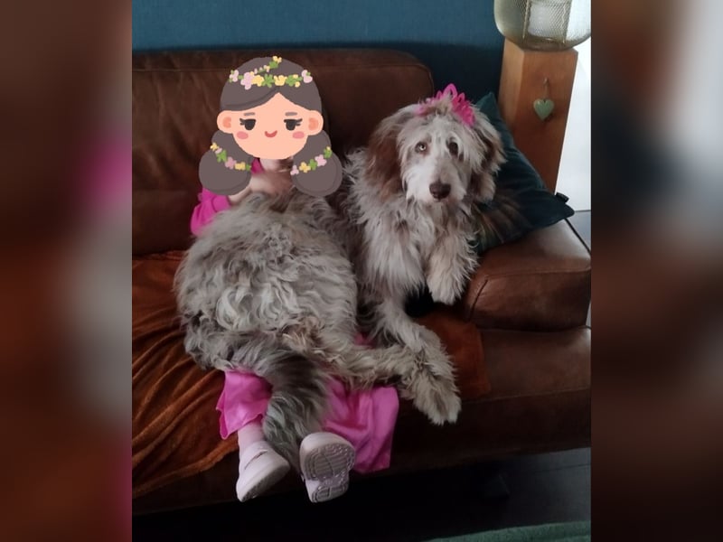Aussiedoodle Rüde sucht Familie zum kuscheln