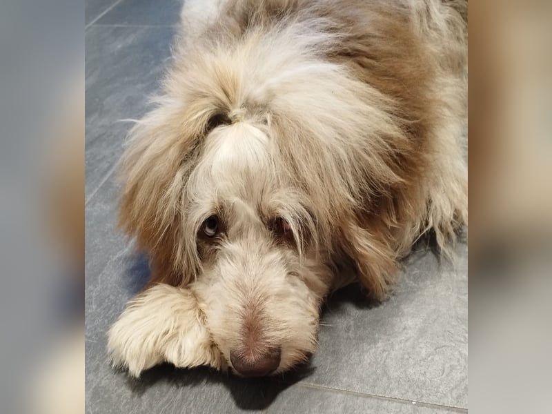 Aussiedoodle Rüde sucht Familie zum kuscheln