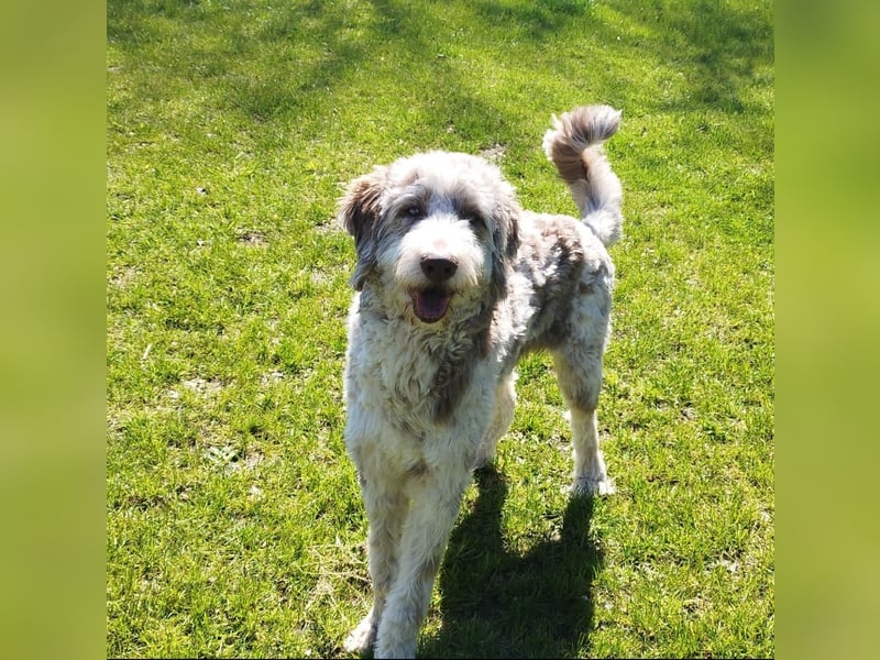 Aussiedoodle Rüde sucht Familie zum kuscheln