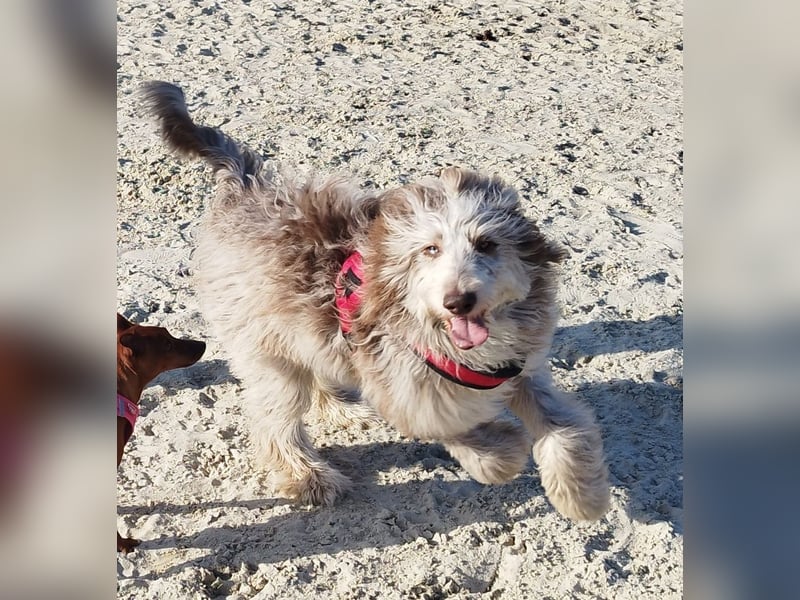 Aussiedoodle Rüde sucht Familie zum kuscheln