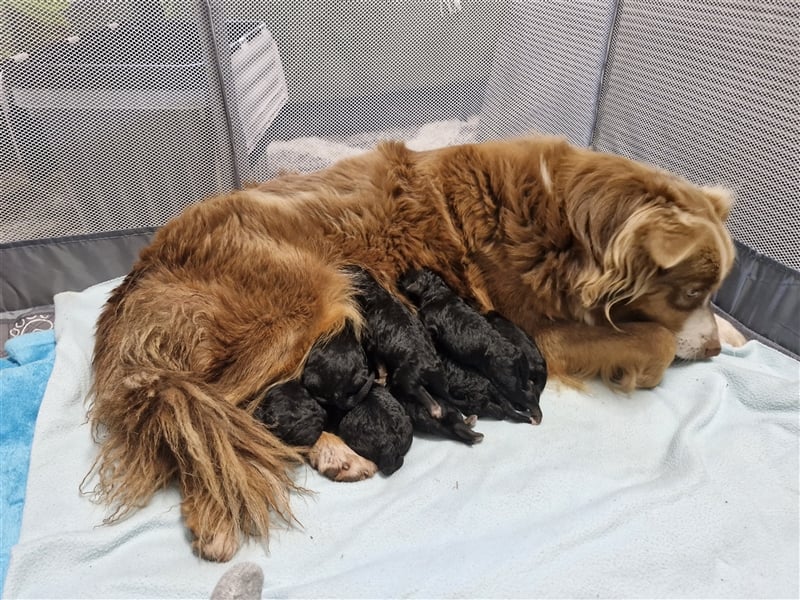 Aussiedoodle Welpe in black and tan