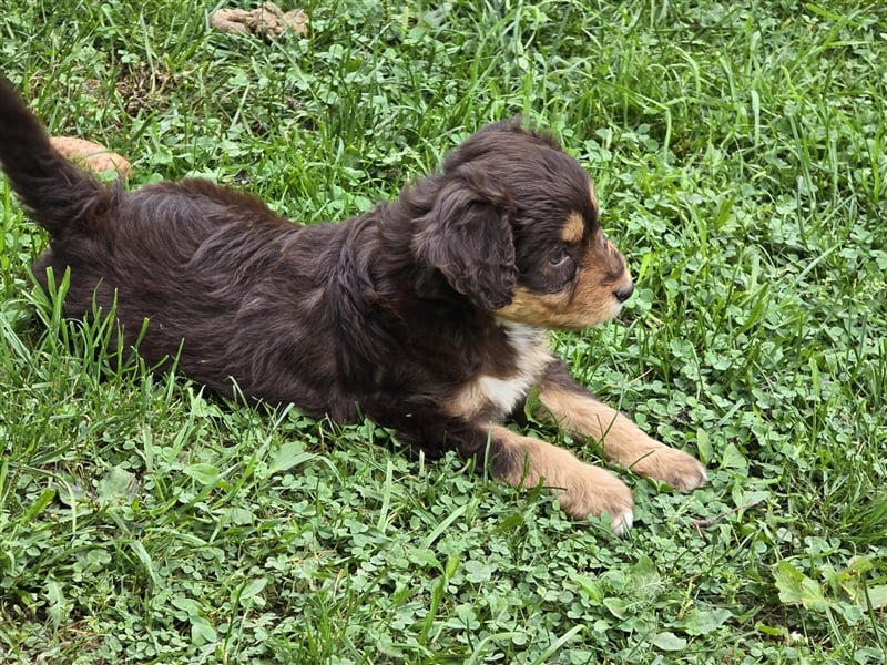 Aussiedoodle Welpen F1