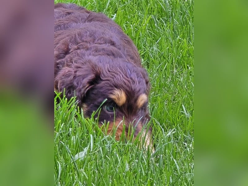 Aussiedoodle Welpen F1