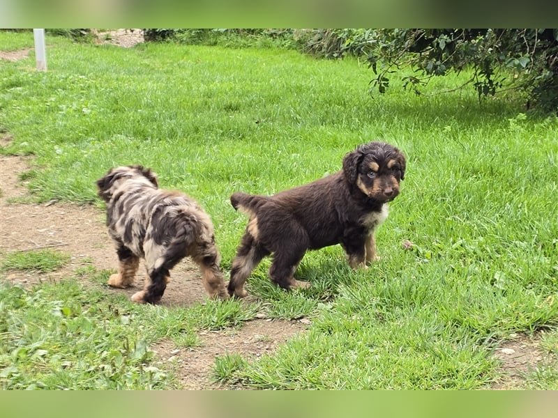 Aussiedoodle Welpen F1