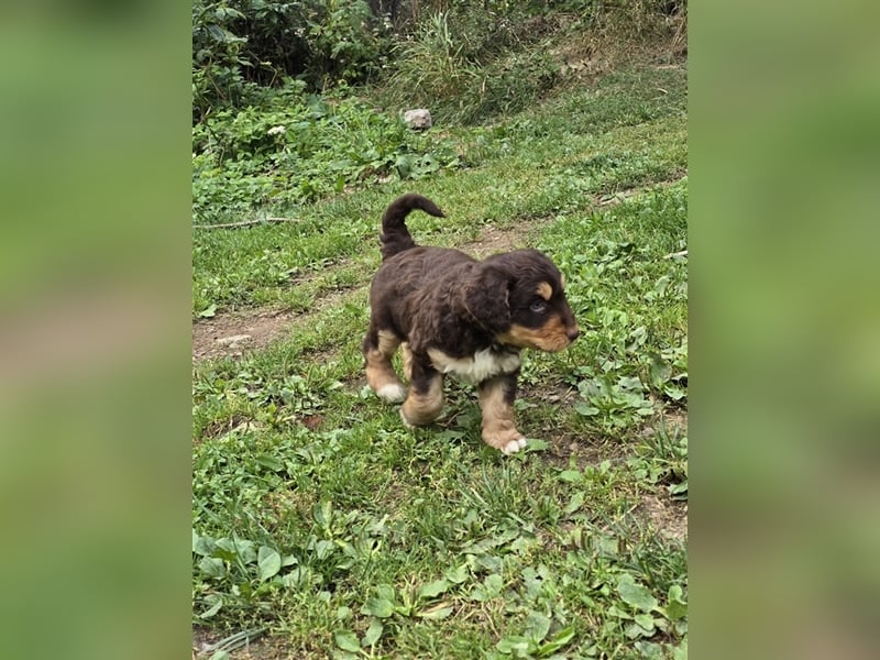 Aussiedoodle Welpen F1