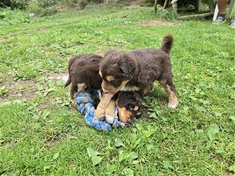 Aussiedoodle Welpen F1