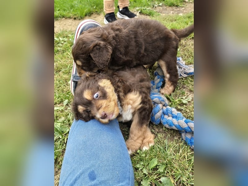 Aussiedoodle Welpen F1