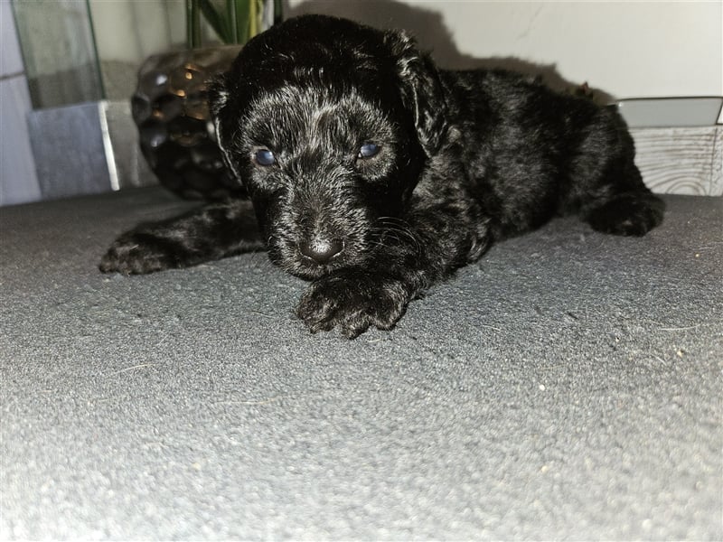 Aussiedoodle mit Ahnentafel