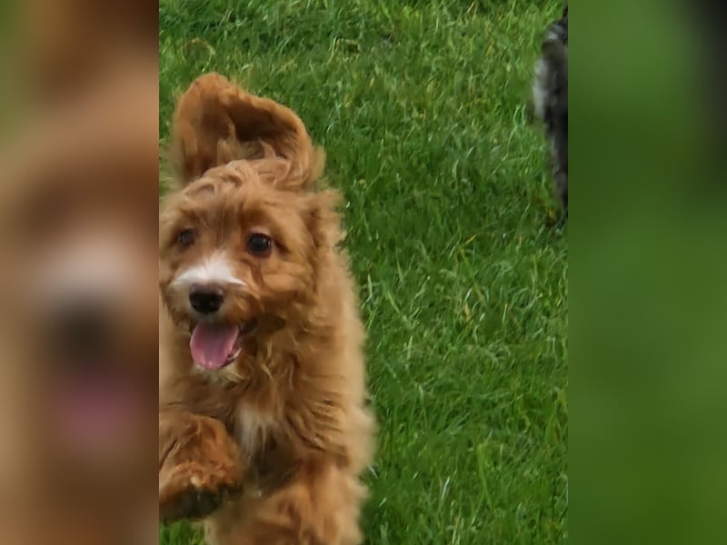 Miniature Aussiedoodle Welpen